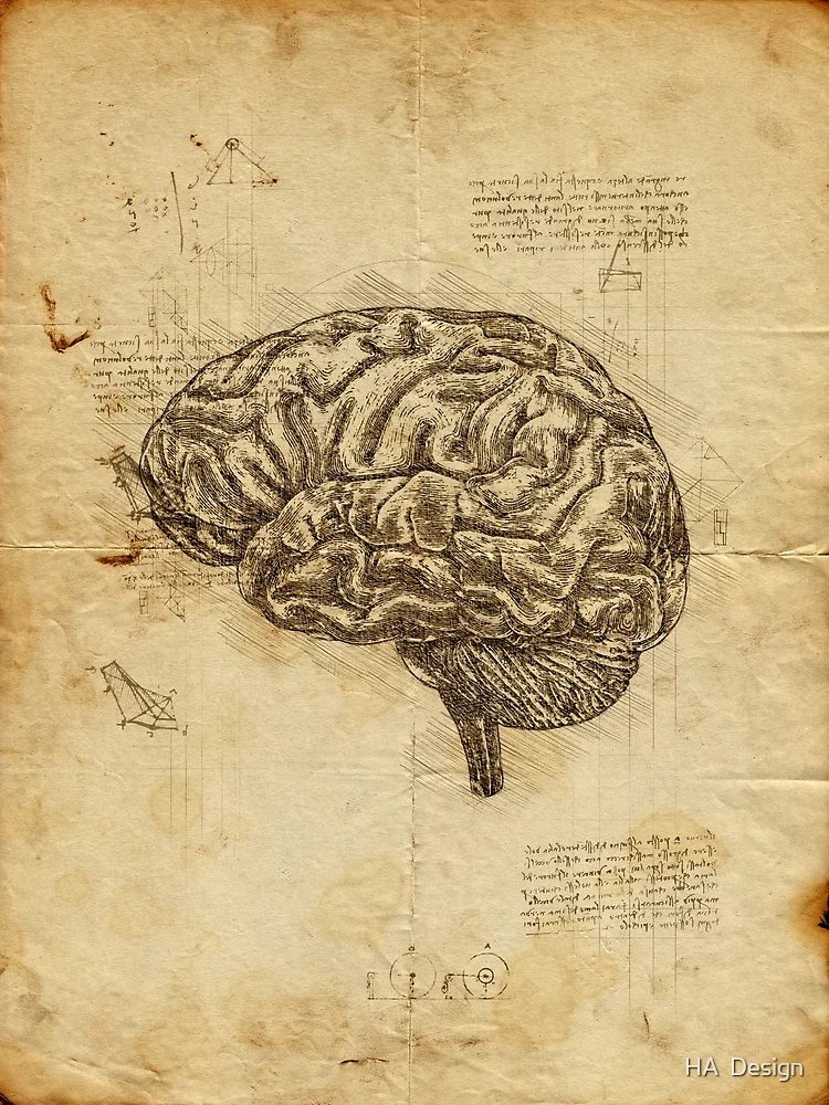Anatomical brain sketch on aged parchment